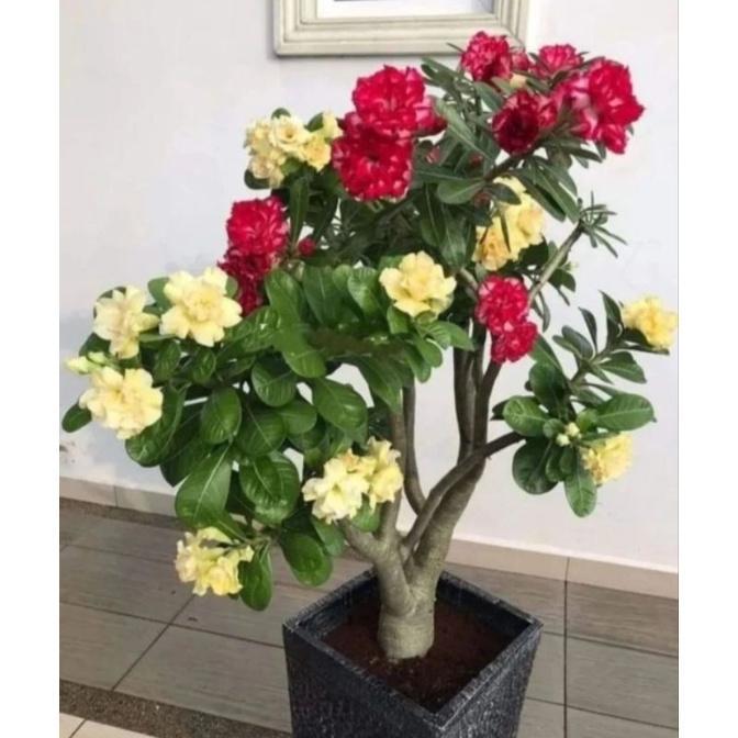 tanaman hias kemboja adenium bunga tumpuk 2 warna kuning merah - bunga hias adenium - bunga hidup -