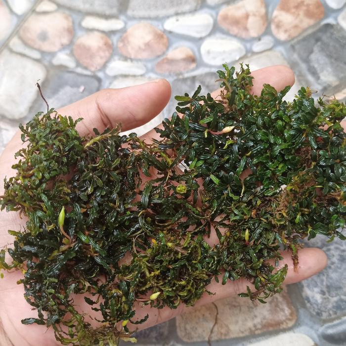 DISKON BUCEPHALANDRA SUPER MINI BUCE SUPER MINI TANAMAN AQUASCAPE PLASTIK