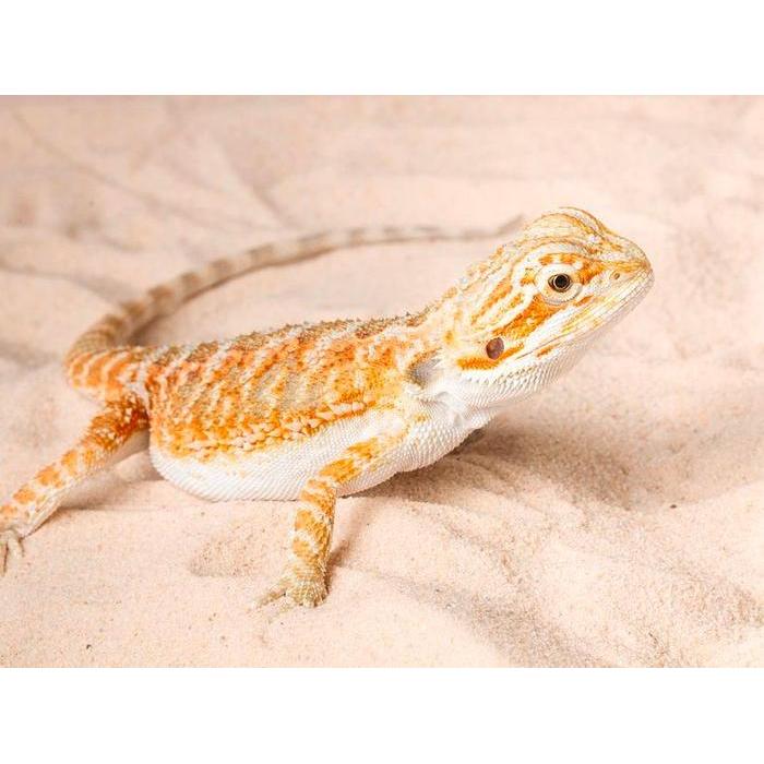 Premium Exoterra Desert Sand Red Pasir Gurun Halus Alas Kandang Terrarium Hewan Reptil Kadal Bearded