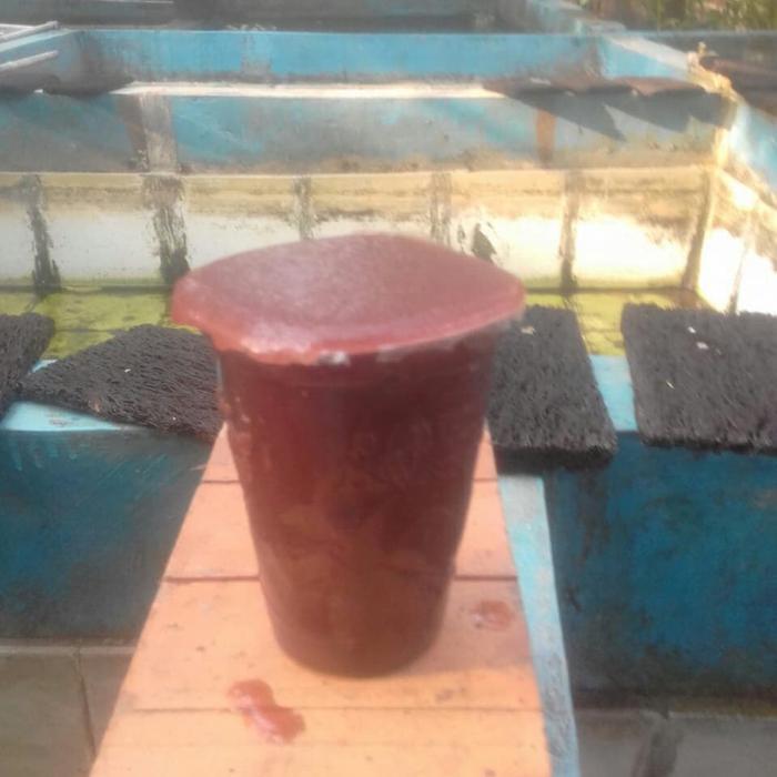 Kutu air segar pakan ikan cupang