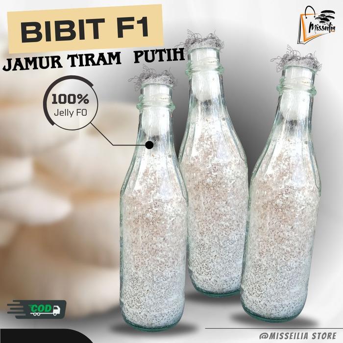 Bibit F1 Jamur Tiram Putih benih tanam media serbuk kayu dedak padi dan berasan jagung