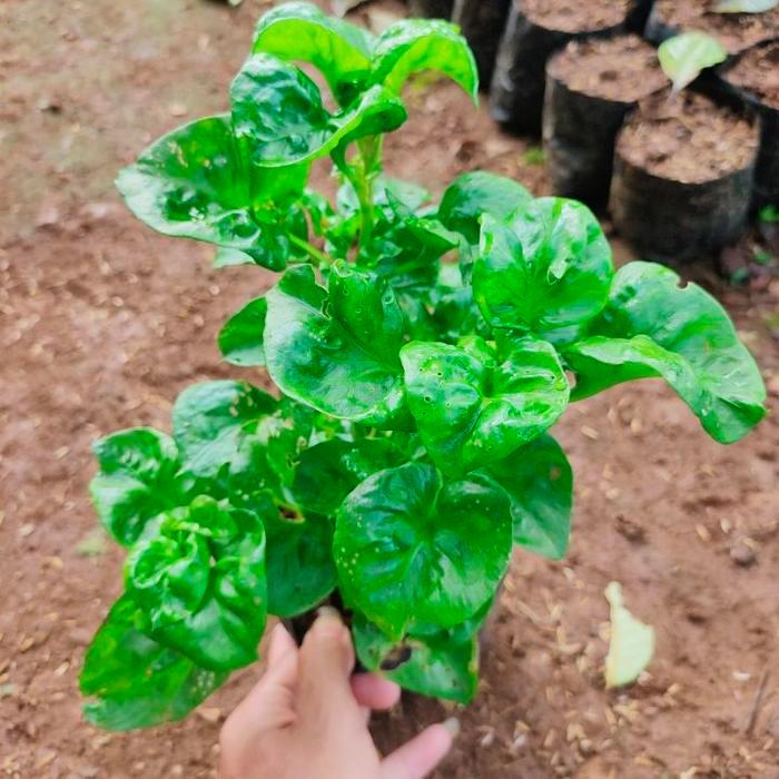 BAYAM BRAZIL - Bibit Tanaman Bayam Brazil Sayuran Biasa Aja