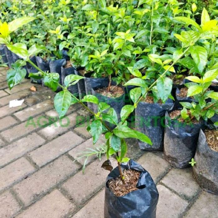 Premium Bibit Tanaman Buah Blueberry Unggul Cangkok Cepat Berbuah Siap Cod Original