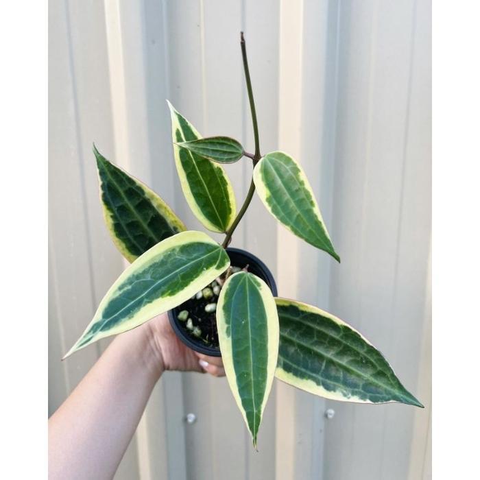 Koralineshop Hoya Macrophylla Variegata / Makropila Varigata / Hoya Sirih Var