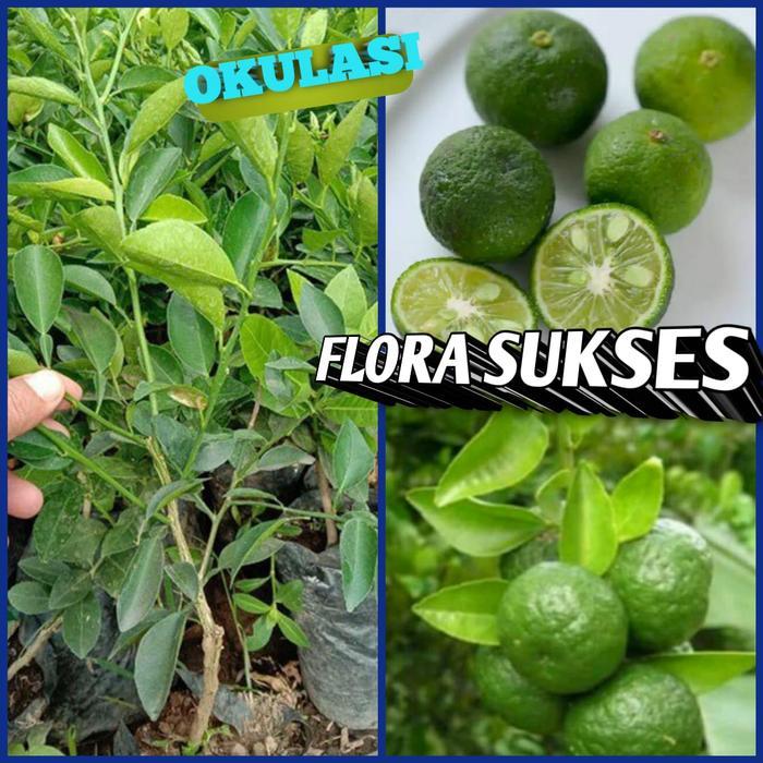 NEWW Bibit Tanaman Pohon Jeruk Limo Bibit Jeruk Sambal Bibit Jeruk Limo