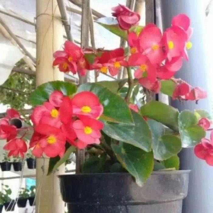 Tanaman Hias Begonia Cokelat & Hijau / Bunga Hias Begonia Berbunga / Tanaman Hidup Begonia