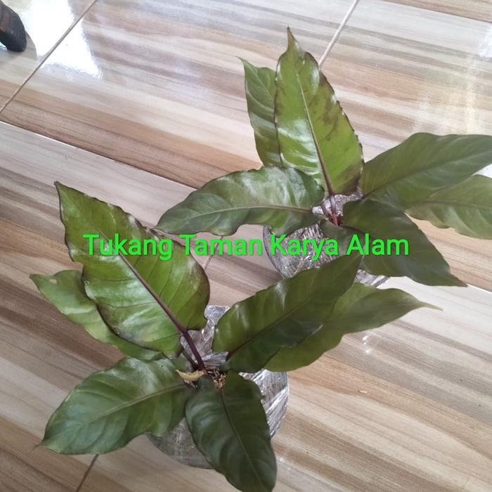 Anthurium black beauty / tanaman anthurium black beauty