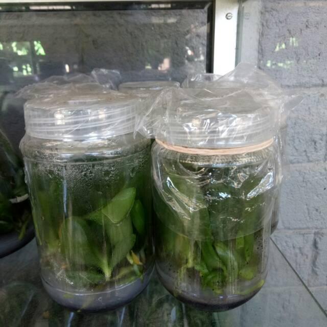 OBRAL bibit anggrek bulan botol selai