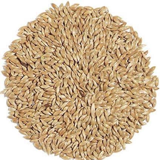 Canary Seed Biji Kenari Karungan 25 Kg #Gratisongkir