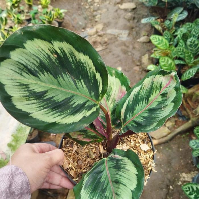 tanaman hias calathea medallion v2 calatea medalion v2