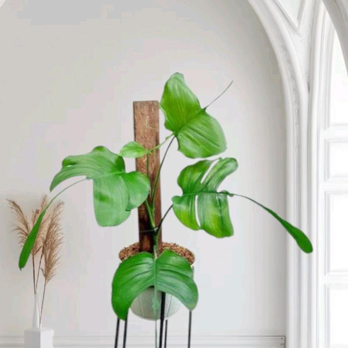 ASLI Taan s Philodendron Skeleton Key Sudah Berekor / Philo Ikan Pari / Philo Skeletonkey Skeleton