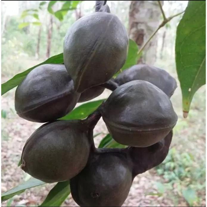 TERMURAH Pohon / Bibit Jengkol Super Pulen Cepat Berbuah