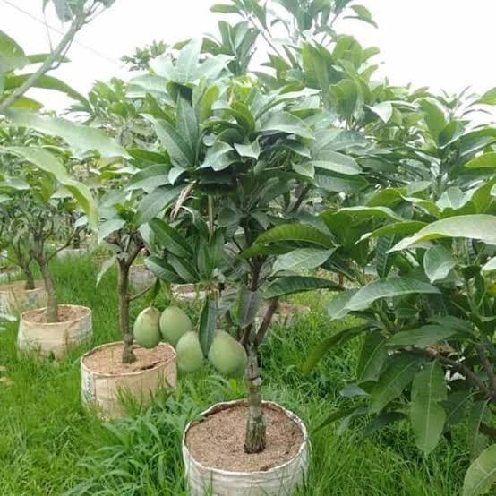 Bibit Tanaman Pohon Mangga Manalagi Sudah Berbunga/Berbuah #Promo