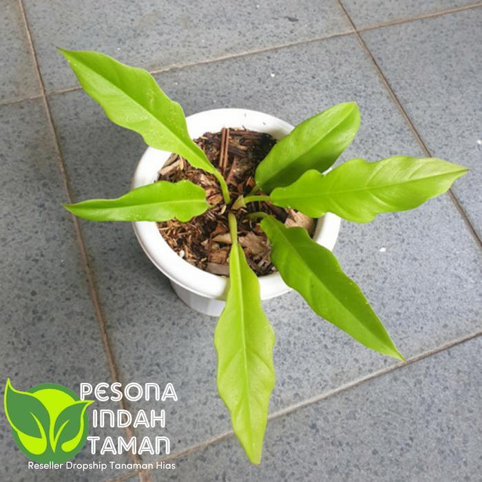 Terlaris Tanaman Hias Philodendron Golden Saw - Tanaman Hias Philo Golden Shaw -Gratisongkir