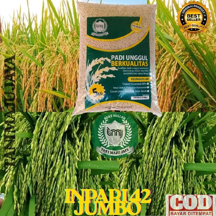 BIBIT PADI BENIH PADI UNGGUL VARIETAS INPARI 42 JUMBO KEMASAN 5 KG Biji Pupuk Tanaman