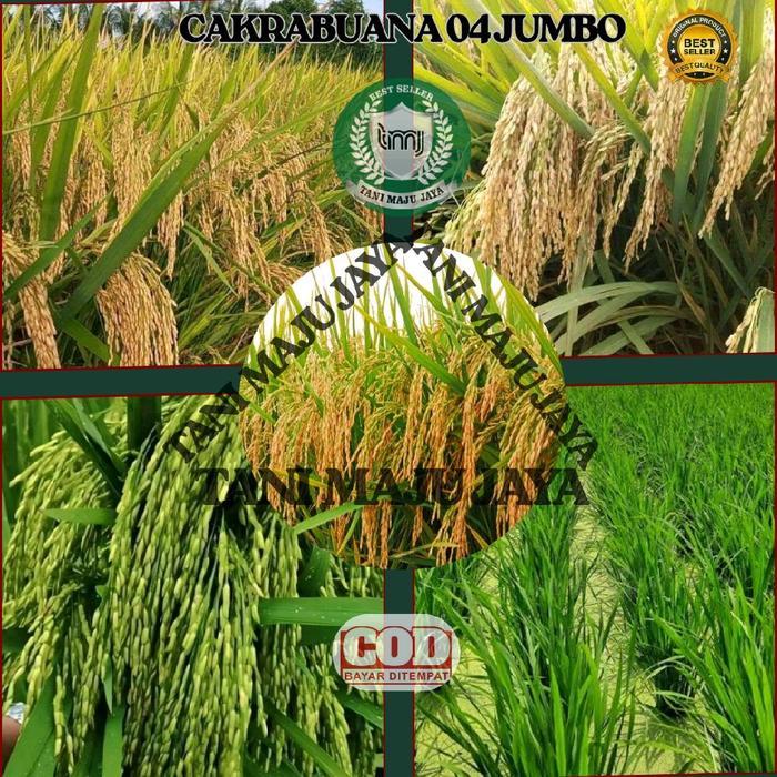 Bibit Padi Benih Padi Unggul Varietas Cakrabuana 04 Jumbo Kemasan 5 Kg Biji Pupuk Tanaman
