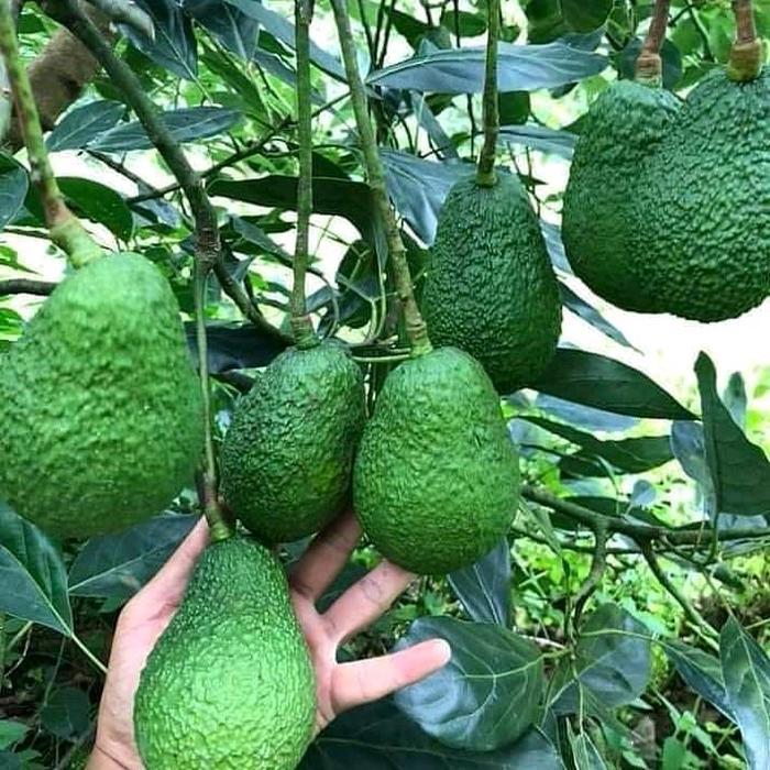 DISKON Taan Buah Alpukat Hass (CEPAT BUAH) / Persea ricana 'Hass' Avocado / Alpukat Hass Okulasi