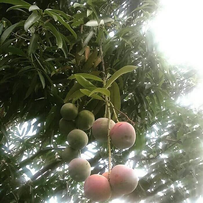 Terlaris Bibit Pohon Mangga Apel Merah- Tabulampot Mangga Apel Merah -Gratisongkir