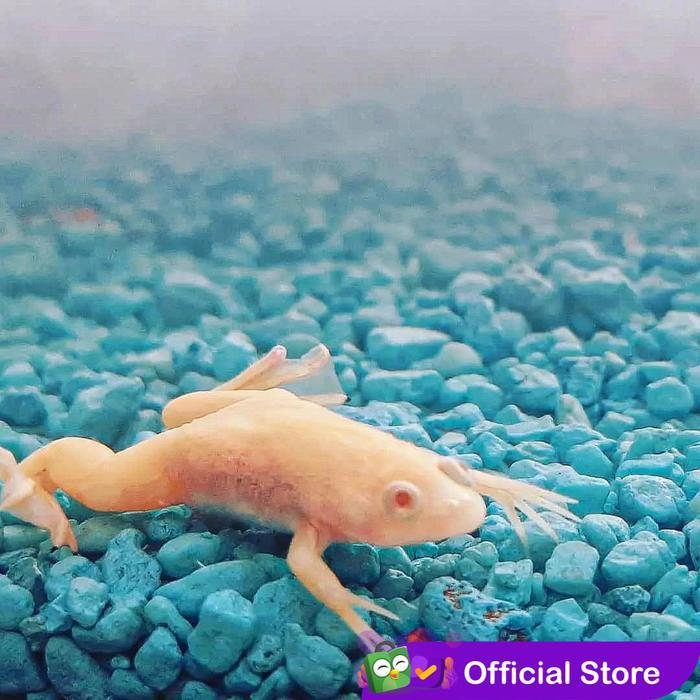 Terlariss Katak Air Albino Afrika / African Dwarf Frog / Katak Hias Aquascape
