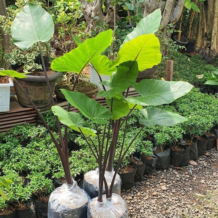 Tanaman Hias Keladi Sente Hitam / Pohon Lompong Hitam