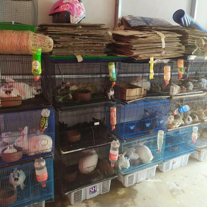 jual indukan kelinci lokal