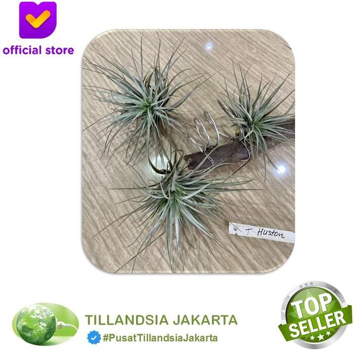 Tanaman Tillandsia Houston - Air Plant Houston - Tanaman Udara #Promo