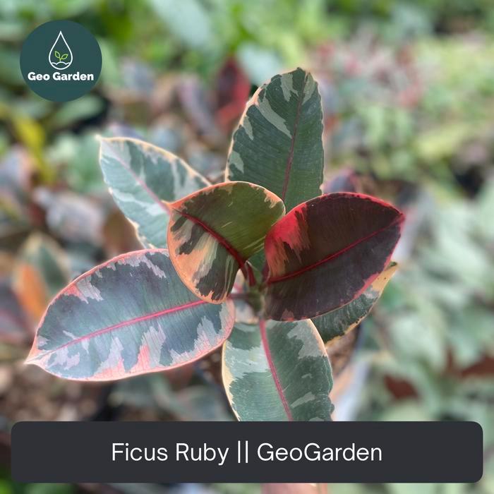 Ficus elastica ruby - tanaman hias karet kebo ruby merah