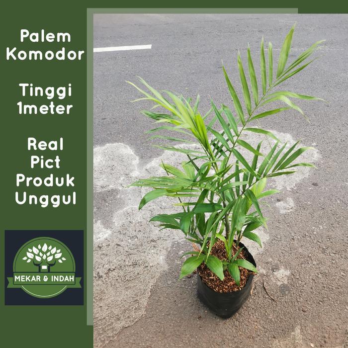 tanaman hias palem komodoria, pohon palem komodoria