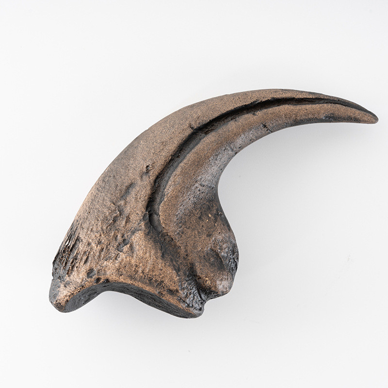 Single Spine Dragon Bone Resin Dinosaur Front Hand Claw Animal Skeleton Research Science Teaching