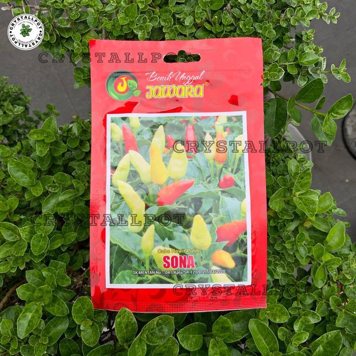 Benih Bibit Cabe Rawit Putih Sona Benih Unggul Jawara - Cabe Rawit Putih Sona #Promo