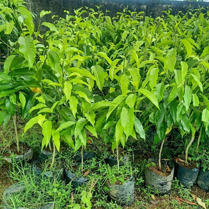 Terlaris Bibit Bunga Cempaka Kantil Putih - Kembang Kantil -Gratisongkir