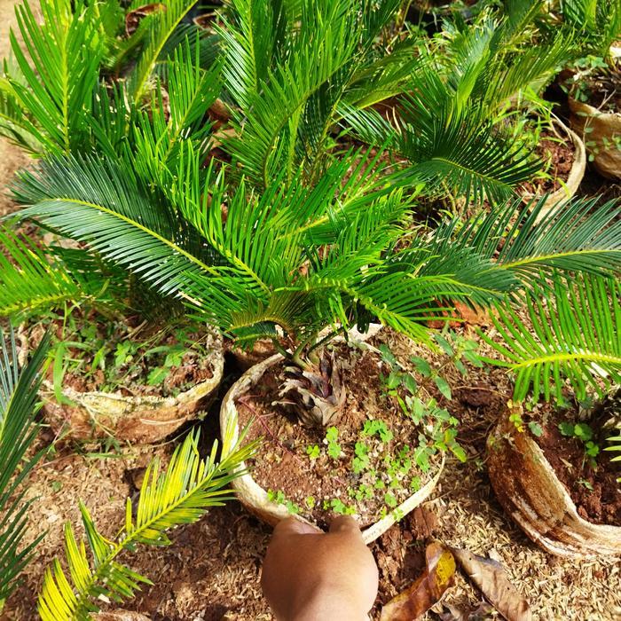 Tanaman Hias Pohon Palem/Palm Sikas Atau Serit #Gratisongkir
