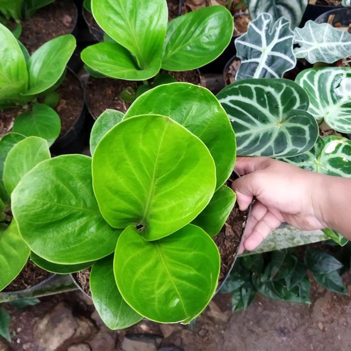 tanaman hias anthurium jemani mangkok lady gaga besar