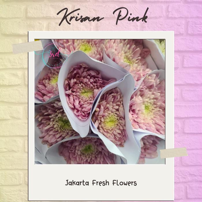 Bunga Krisan (Bunga Potong Segar JAKARTA)