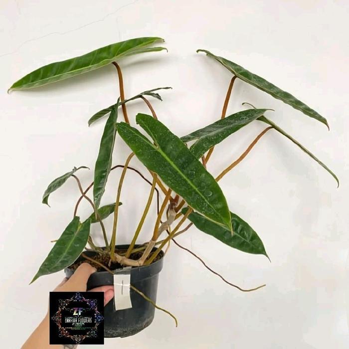 Philodendron Billietiae Kabel Busi Original Batang Orange