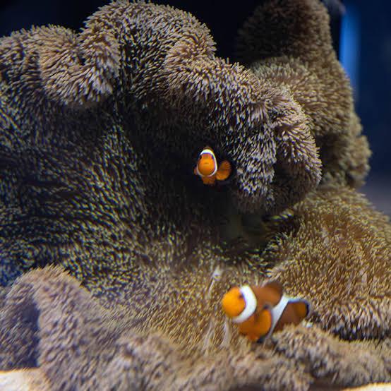 Anemon Karpet Putih Hijau Carpet Anemone Rumah Nemo Housing Air Laut