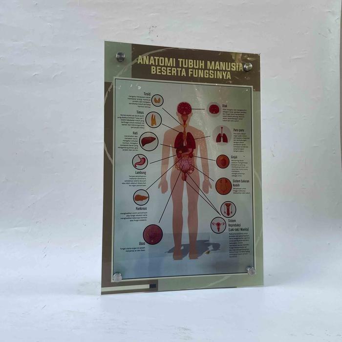 Poster Anatomi Tubuh Manusia, Poster Anatomi, Poster Kesehatan
