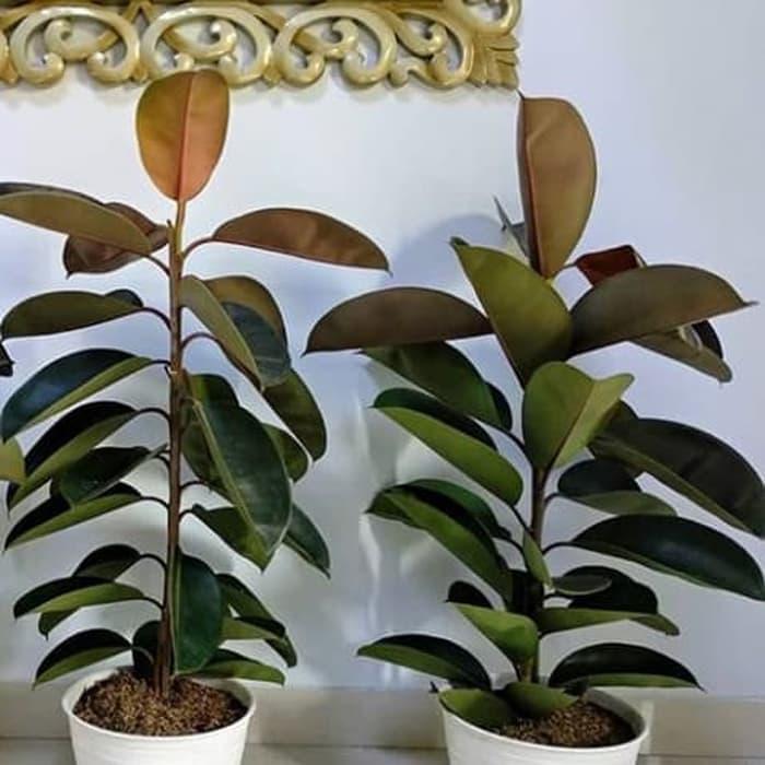 bibit tanaman hoas beringin karet kebo - pohon karet kebo