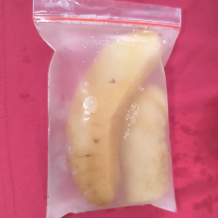 "New" TERIPANG LAUT / SEA CUCUMBER /HAISOM BASAH SIAP MASAK