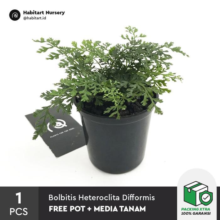 Bolbitis Heteroclita Difformis 'Mini Bolbitis' - Tanaman Paludarium