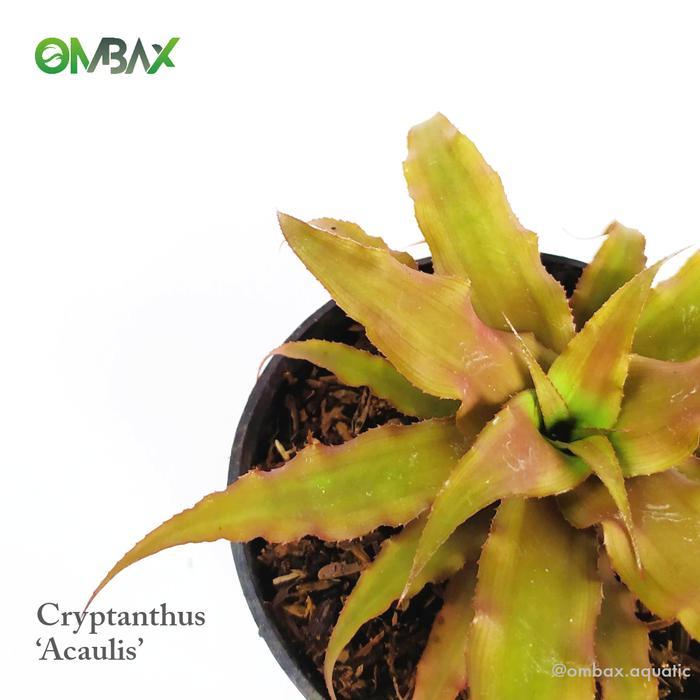 TERMURAH Cryptanthus Acaulis / Kriptantus Coklat - Tanaman Paludarium