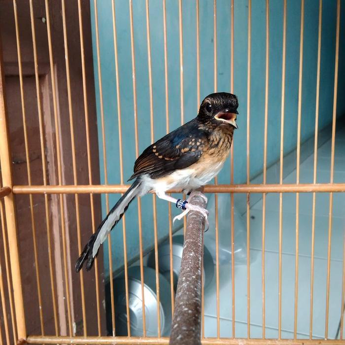 Burung Murai Batu Trotol Jantan Double Ring