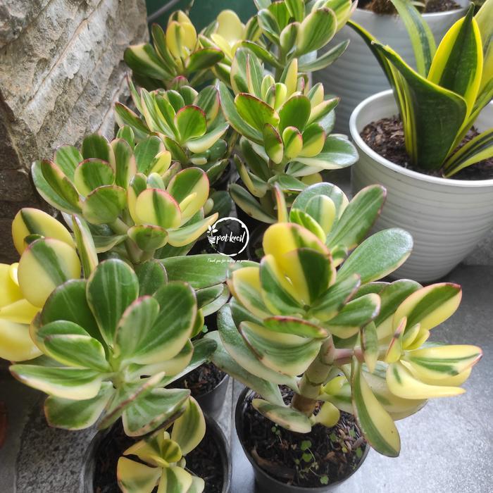 Jade Plant Variegata / Crassula Ovata Variegata