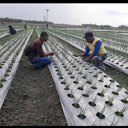 Best Seller Plastik Mulsa Pertanian Hitam Perak Lebar 100 Cm Panjang 500 Meter Tebal 35 Mikron Bagus