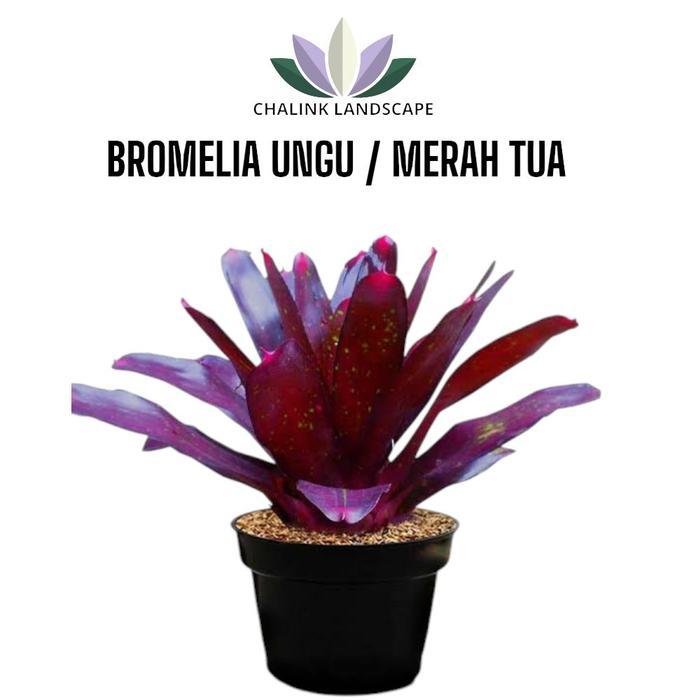 Tanaman Bromelia Merah Besar / Bromelia Daun Ungu