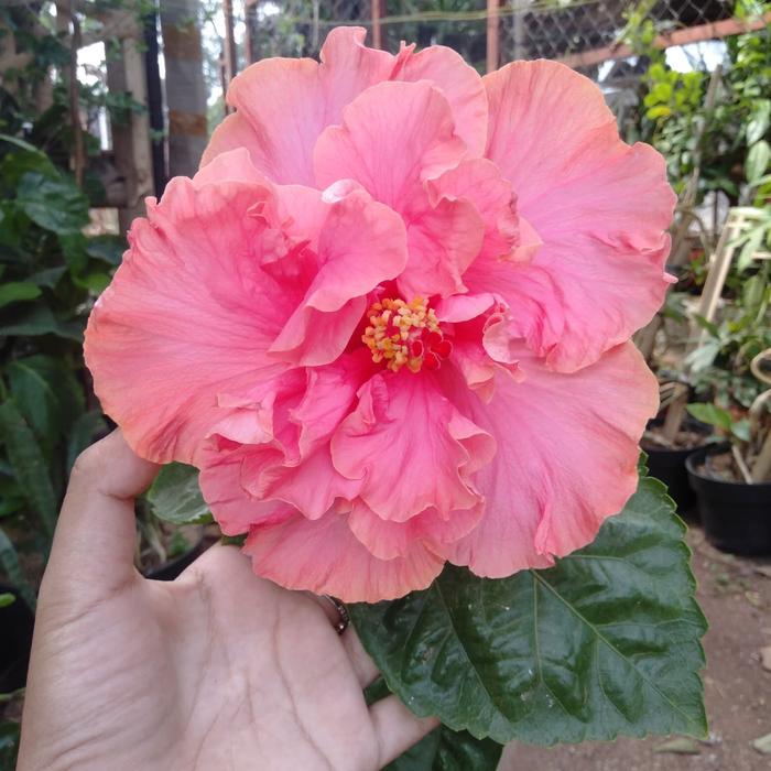 Tanaman Hibiscus/Bunga Sepatu Jumbo Pink #Promo
