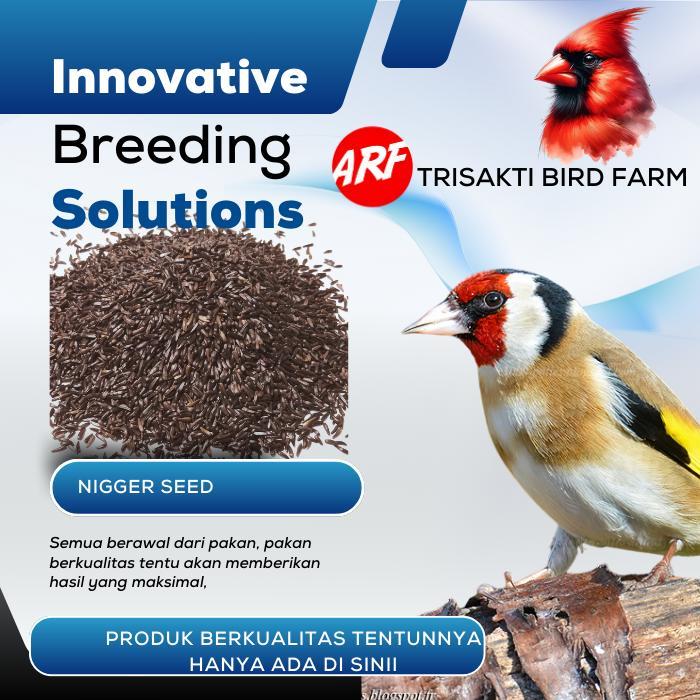 Promo Pakan Burung Biji Niger Seed 1 Kg Premium Makanan Burung Blackthroat Red Siskin Niger Seed