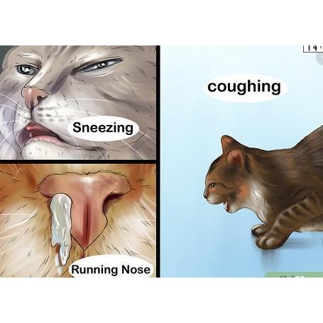 Obat Flu Kucing (Dewasa) Ampuh & Aman Juga Buat Kucing Hamil #Gratisongkir