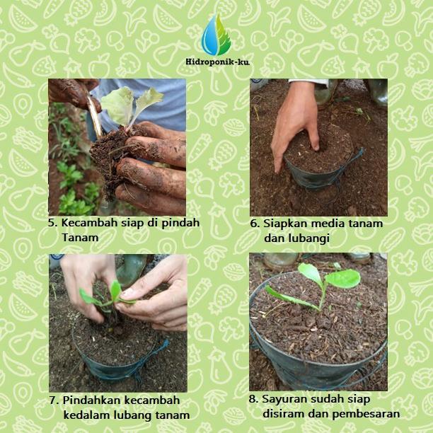 "New" Bibit /Benih Cabe Besar Gada F1 isi ( 50 biji ) REPACK Hidroponik ku