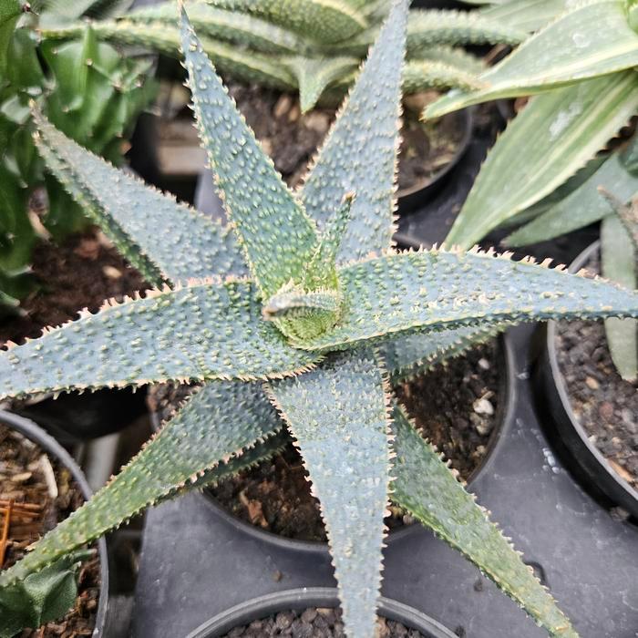 Aloevera Orange Marmalade / Aloe orange marmalade / Aloevera